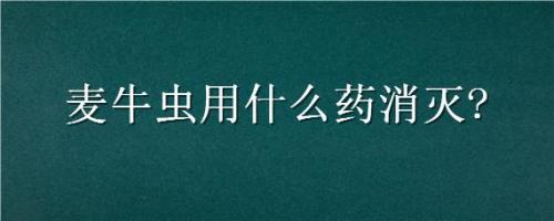 麦牛虫咬人吗