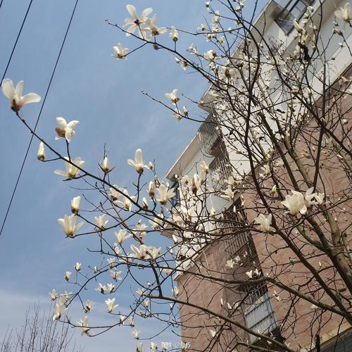 花气袭人知昼暖全诗意思