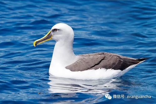 灰头信天翁为什么认窝不认鸟