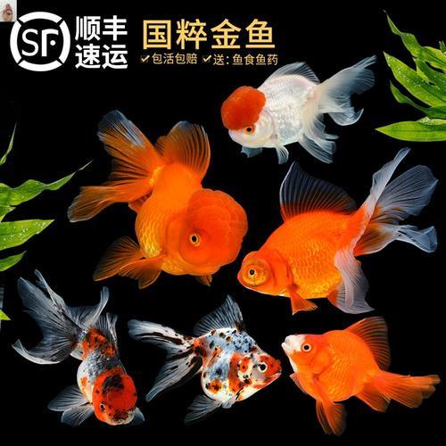 冷水观赏鱼都有什么