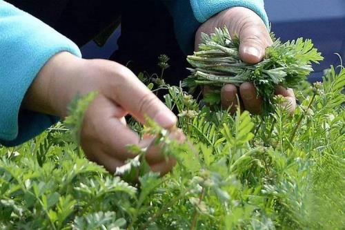 你去挖野菜吗什么意思