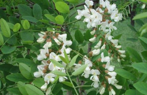 山东8月份蜜源植物