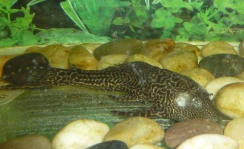 成年清道夫鱼有多大