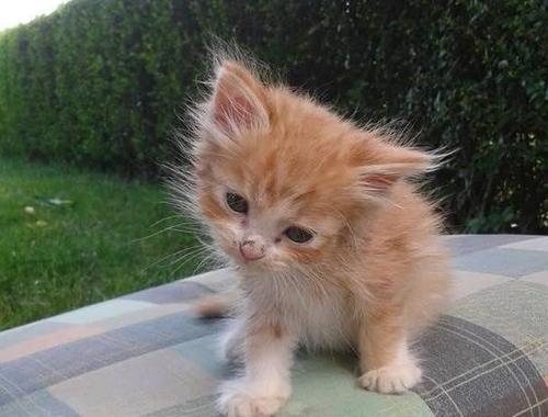 猫咪找不到了怎么办