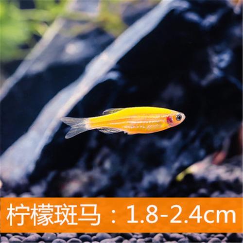 养斑马鱼的十大禁忌