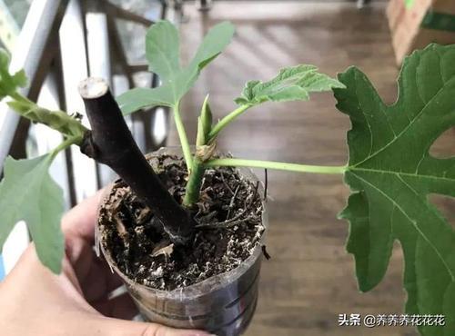 无花果的树枝直接插上能活吗