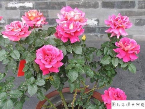 月季花怎么管理