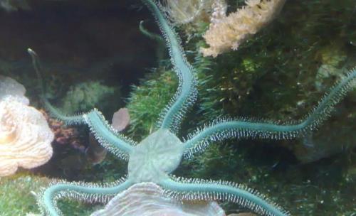 幻兽海星多久吐一次贝壳