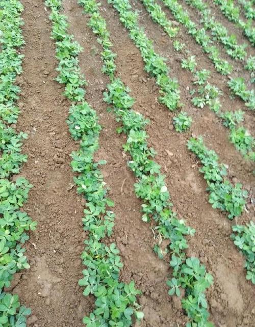 除草剂能和花生种一起能用吗