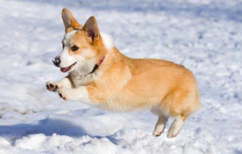 汪汪队柯基犬是谁