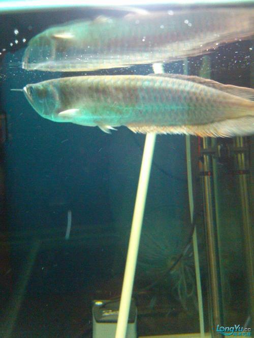 银龙鱼卷尾怎么回事