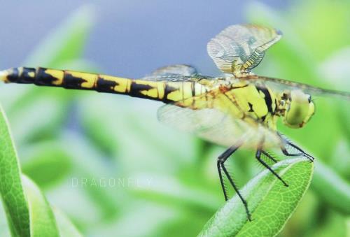 dragonfly能否跑百米