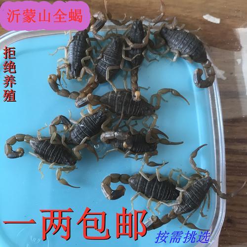 活蝎子怎么储存