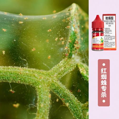 红蜘蛛杀虫剂哪些效果好