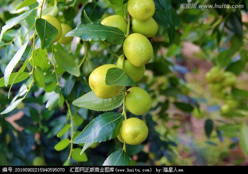 枣树最怕什么植物