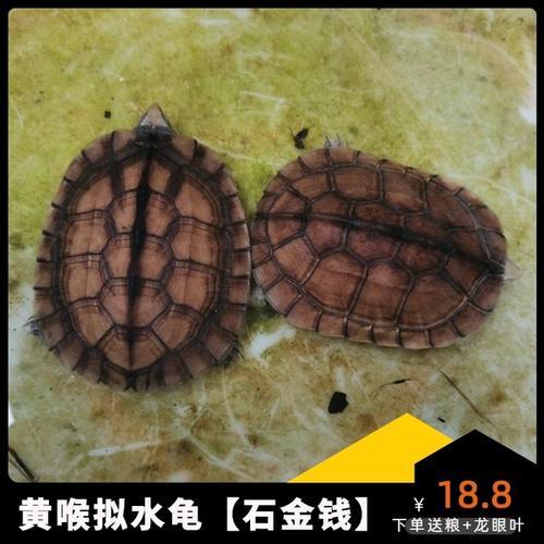 南石龟饲养环境