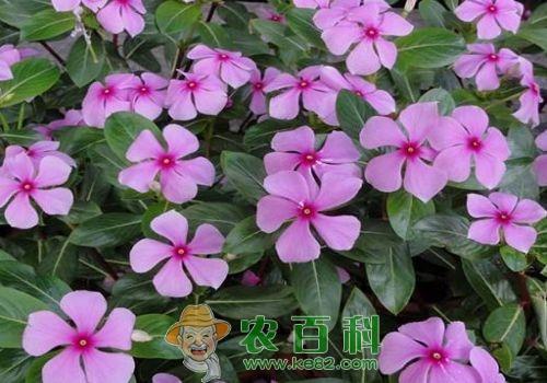 含有长春花的古诗