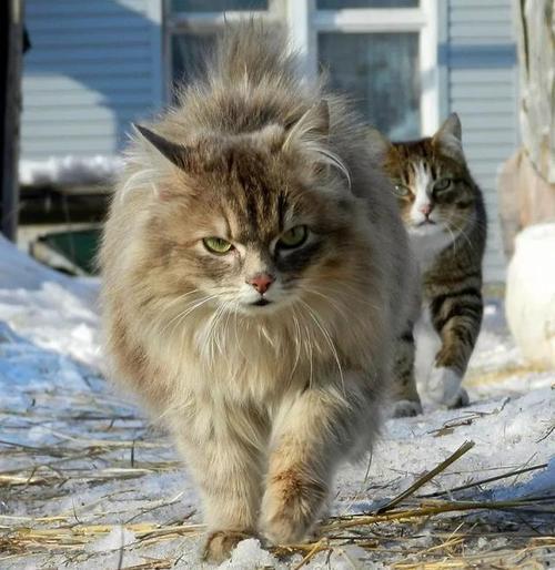 旖旖虎虎是什么品种的猫