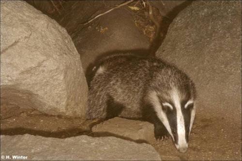 尖尖小嘴的动物是什么