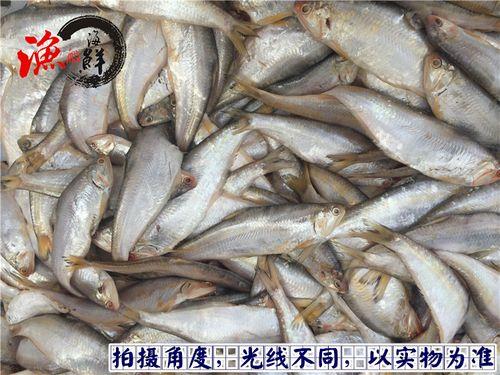 黄鲫子鱼大的好还是小的好