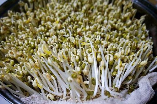 豆芽是什么豆