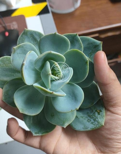 什么是砍头繁殖