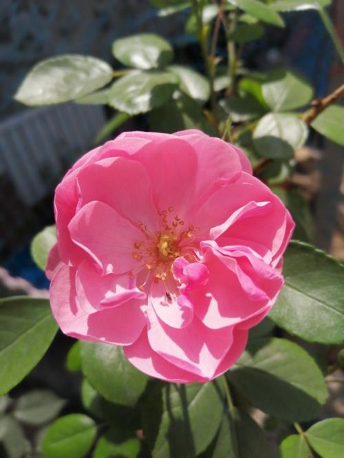 花儿粉粉嫩嫩的像什么
