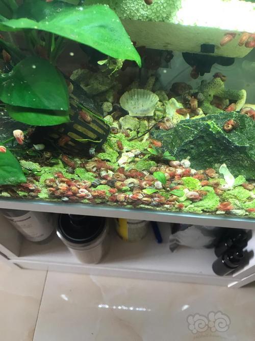 苹果螺爆缸怎么办