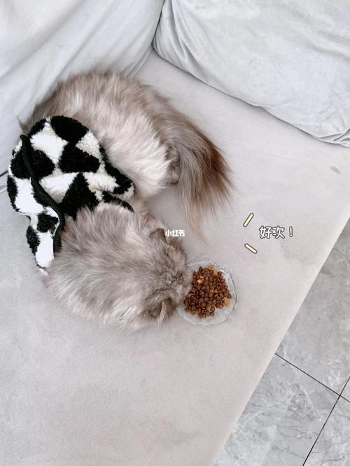 养猫要经常换猫粮吗