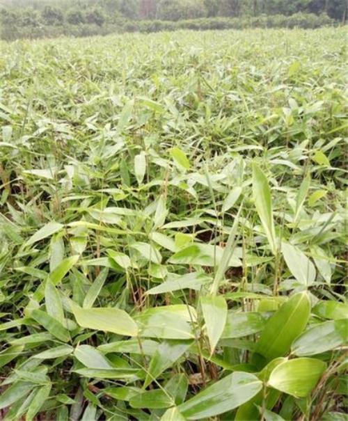 箬竹怎么修剪栽培