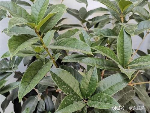 桂花八月份新长的嫩枝要剪掉吗