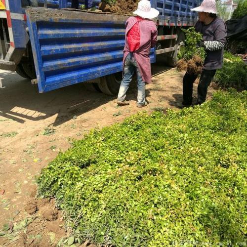 小叶黄杨11月可以移栽吗