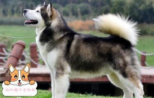 幼犬阿拉斯加可以吹空调吗