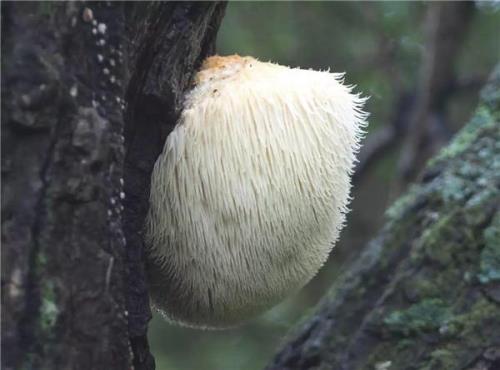 鲜蘑菇长毛还能吃吗
