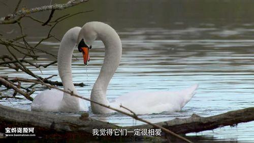 仿写句子:人和动物是朋友