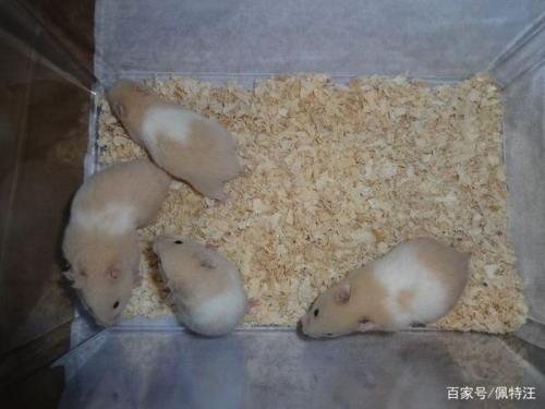 仓鼠会冬眠吗
