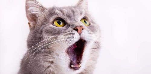 猫嚎叫什么意思