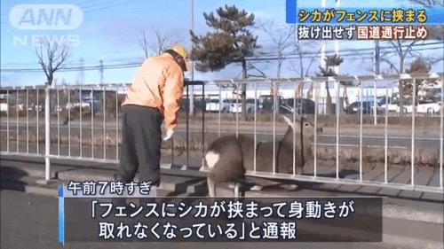不齿人类，解释