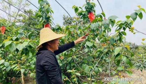 冬天樱桃树能抹石硫合剂吗