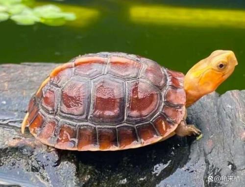黄缘闭壳龟会冷死吗
