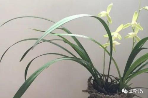 兰花叶倒伏什么原因