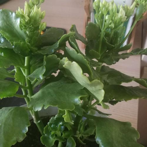 长寿花长白色粘粘的东西