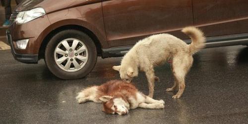 狗狗呕吐狂叫恐惧乱跑
