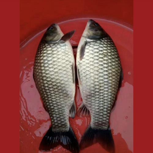 钓湘鲫用什么饵