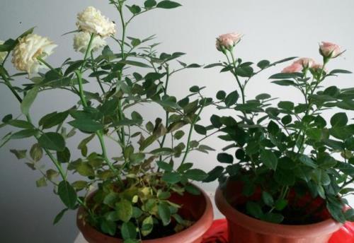 月季的养护方法和管理