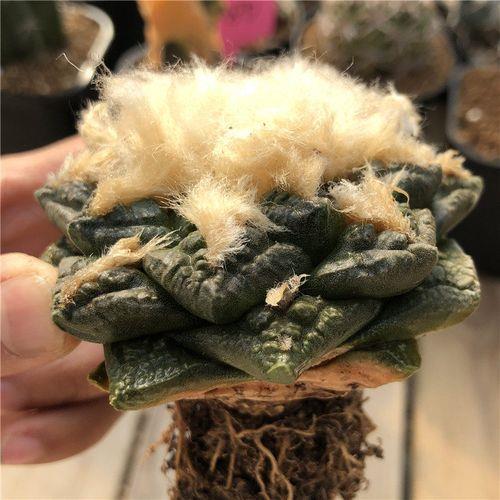 哥斯拉牡丹与龟甲牡丹的区别