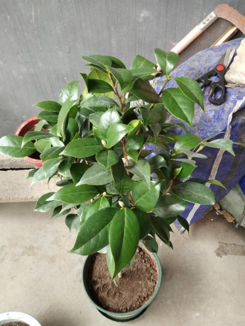 茶花需要怎么修剪