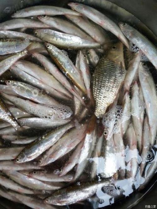 白条鱼最佳钓法