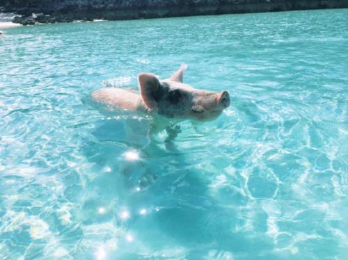 猪会游泳吗