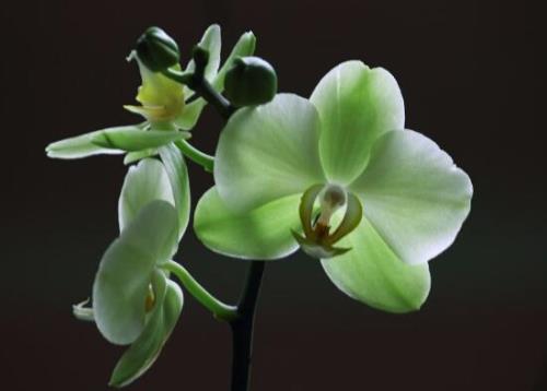 蝴蝶兰花怎么养